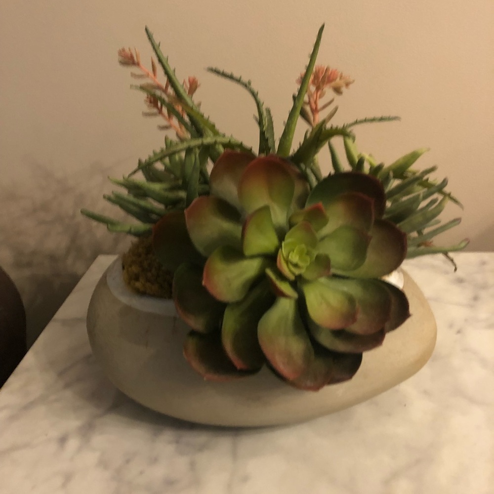 Stone succulent